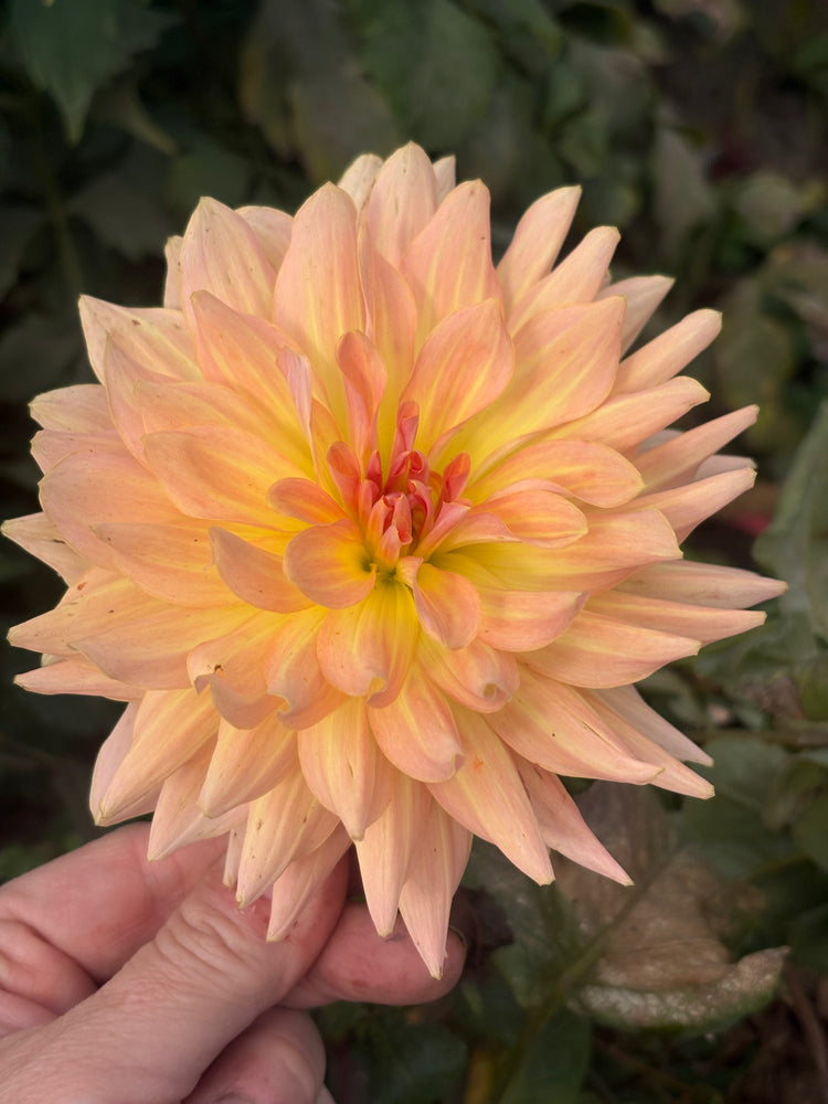 Dreamcatcher dahlia grown by Petrolia Bloom Co. in Petrolia, Ontario