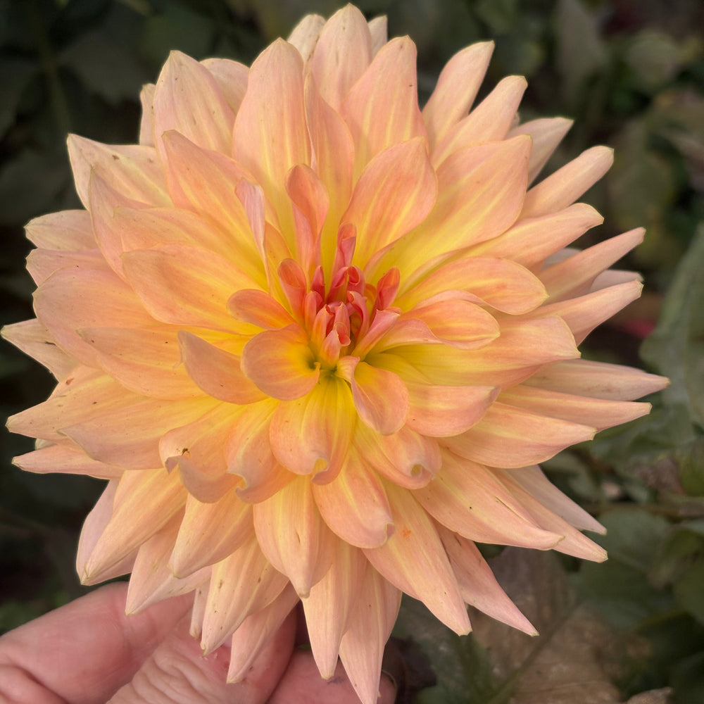 Dreamcatcher dahlia grown by Petrolia Bloom Co. in Petrolia, Ontario