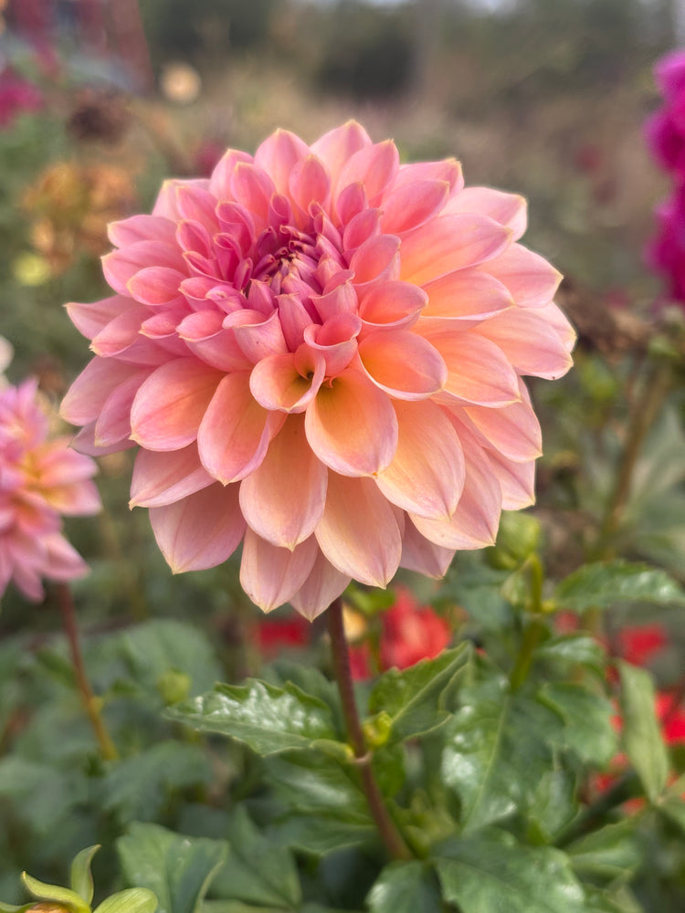 Sweet Treat dahlia grown by Petrolia Bloom Co. in Petrolia, Ontario
