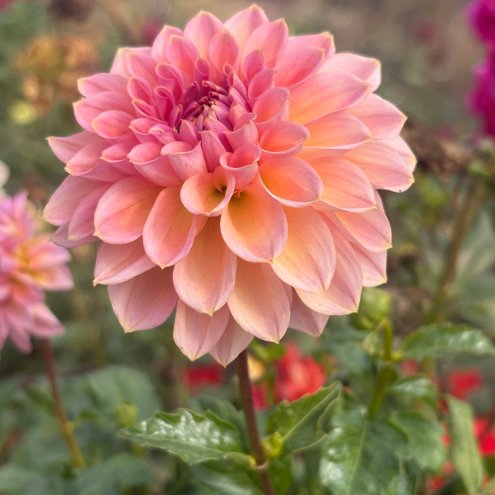 Sweet Treat dahlia grown by Petrolia Bloom Co. in Petrolia, Ontario