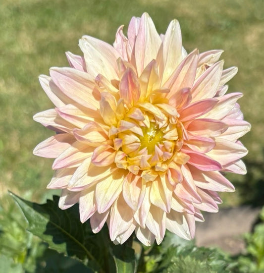 Innocent Silence - Dahlia Tuber