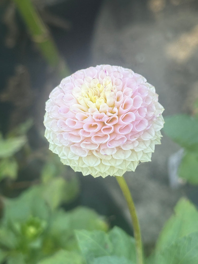 Irish D Porter - Cutting