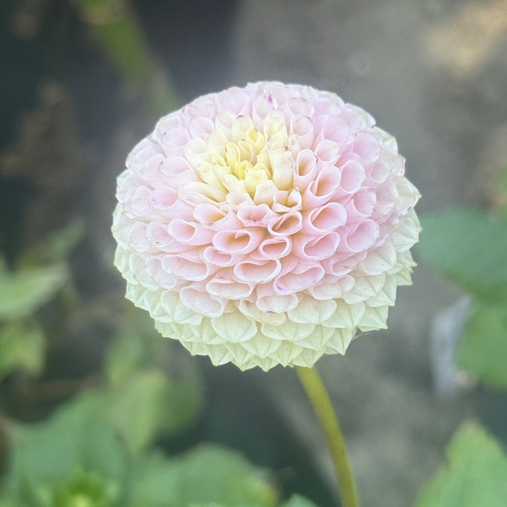 Irish D Porter - Cutting