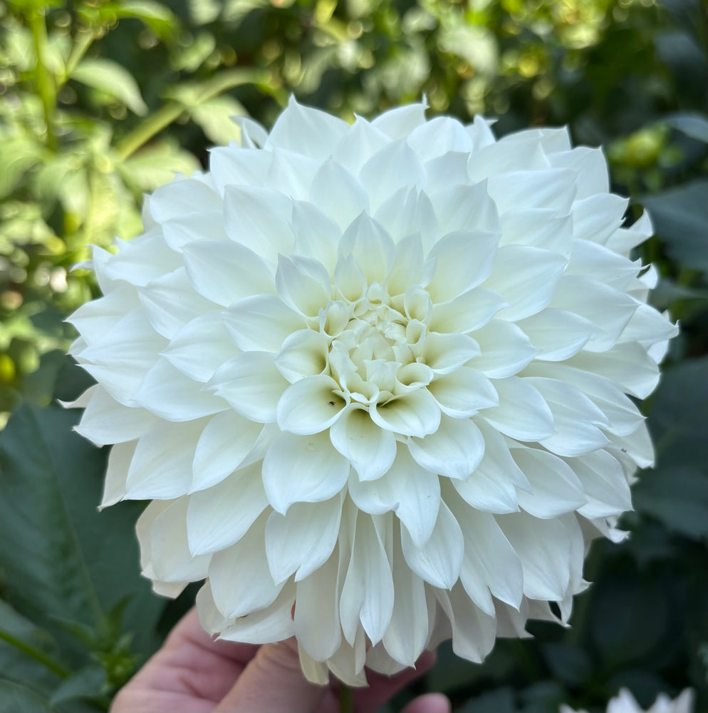 KA's® Bella Luna - Cutting