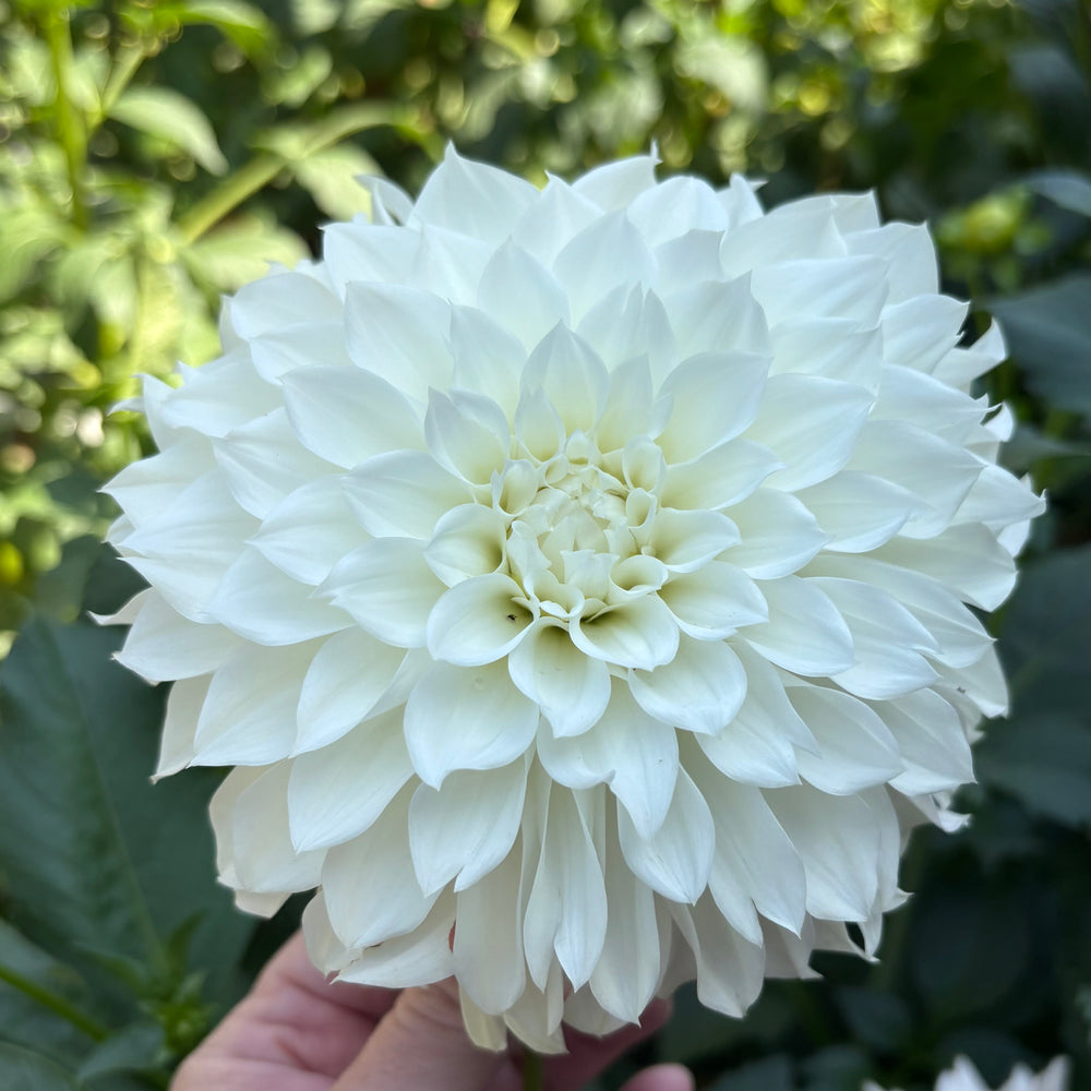 KA's® Bella Luna - Cutting