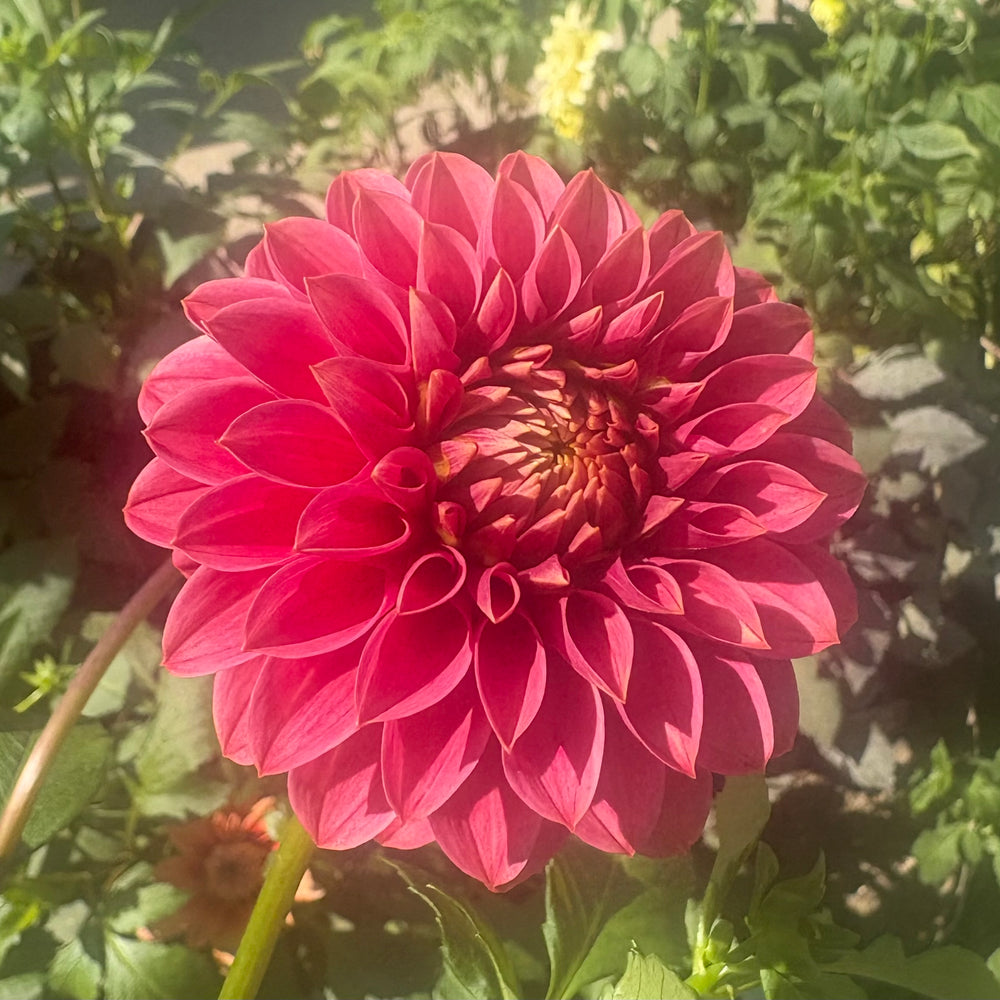 KA's® Keltie Rose - Cutting