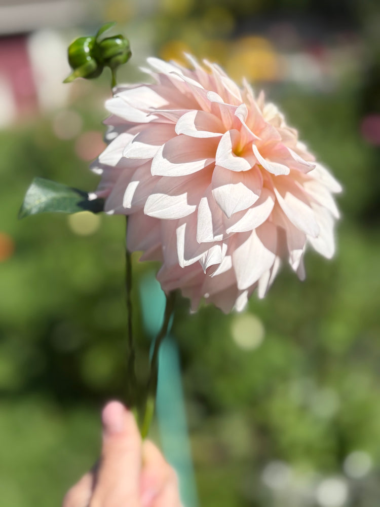 KA's® Mocha Jake - Cutting