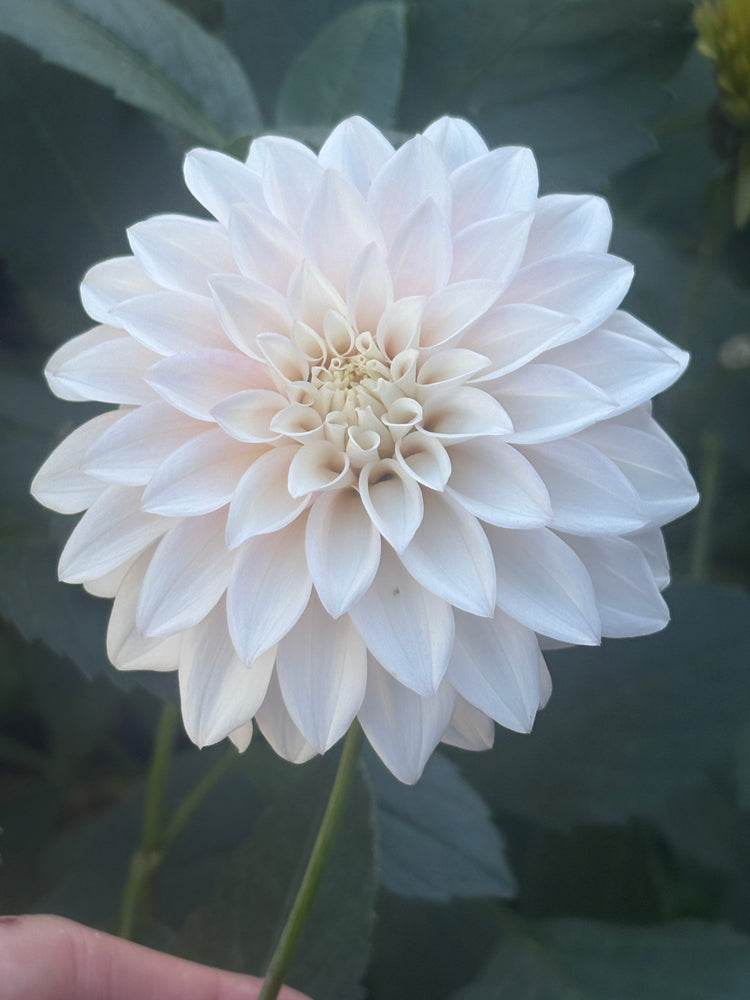 KA's® Mocha Jake - Cutting