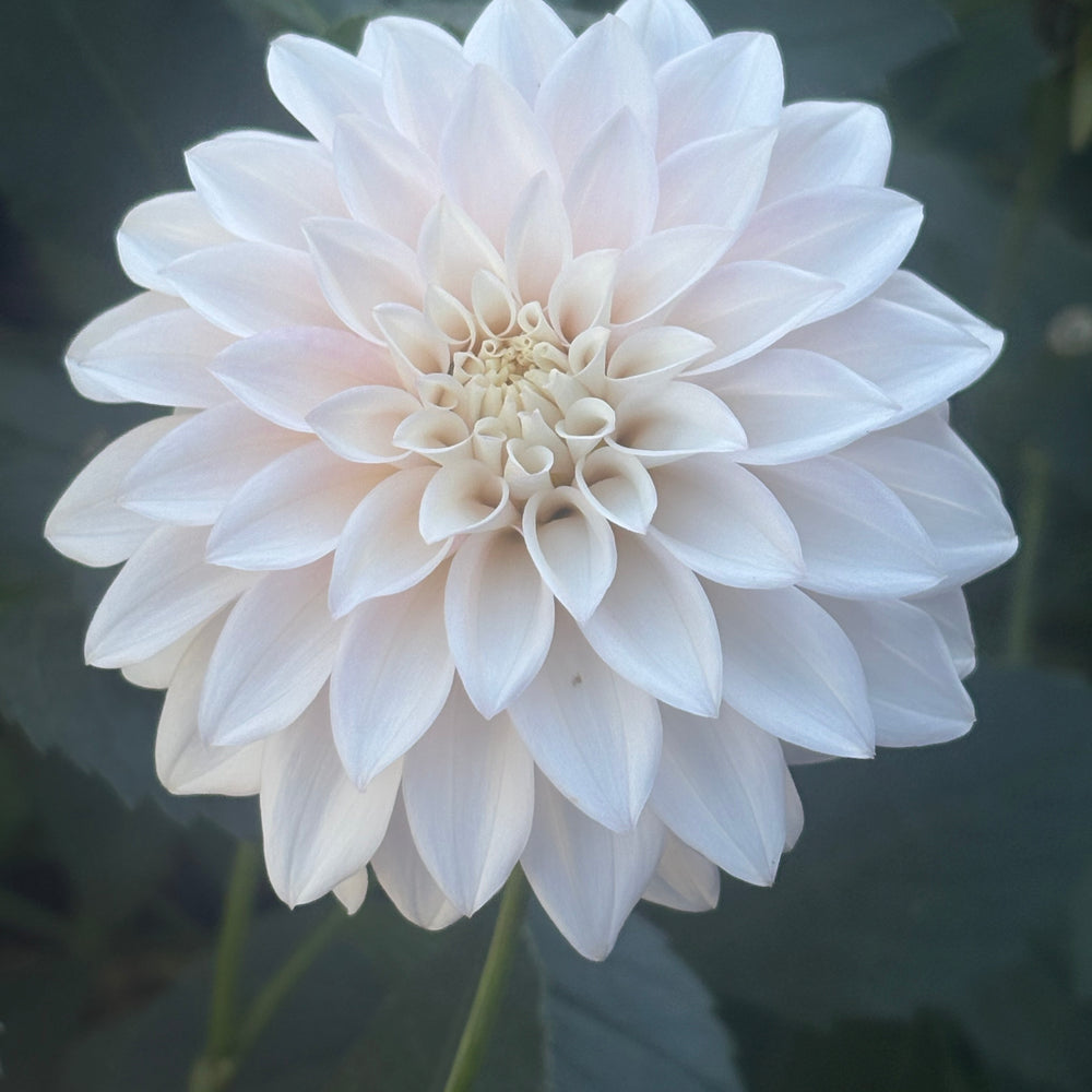 KA's® Mocha Jake - Cutting