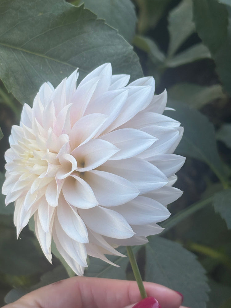 KA's® Mocha Jake - Cutting