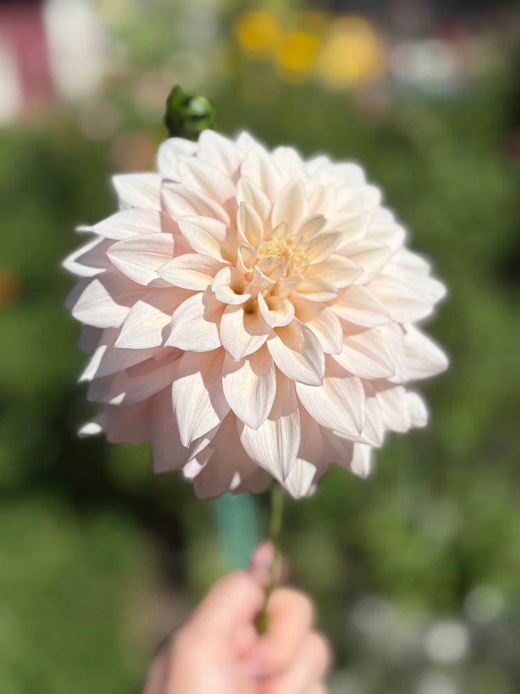 KA's® Mocha Jake - Cutting