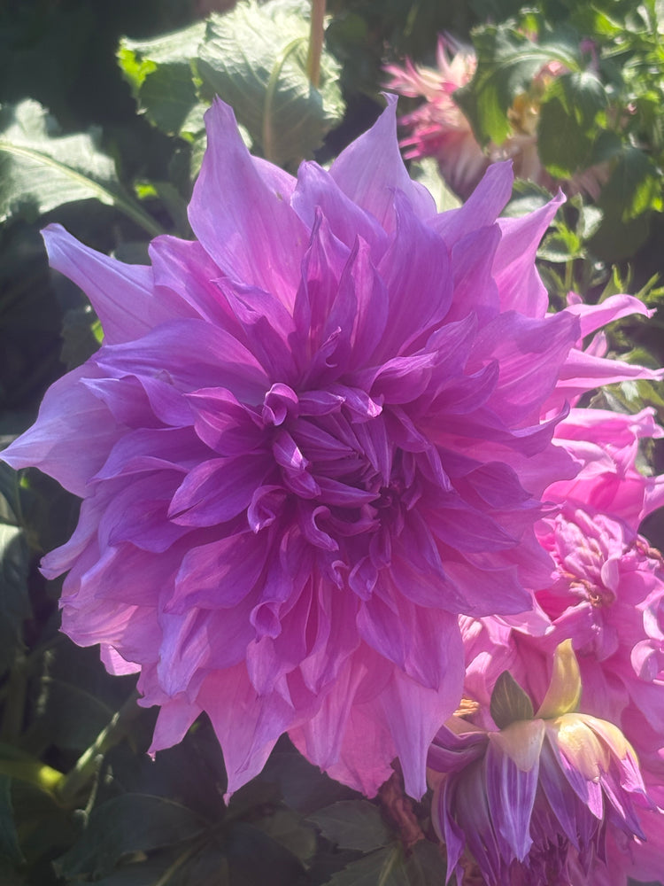 Lavender Perfection