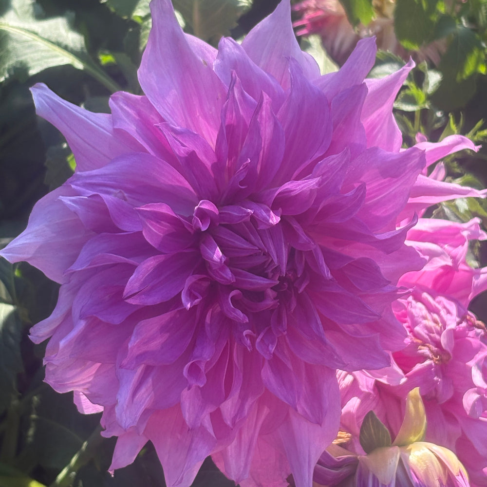 Lavender Perfection