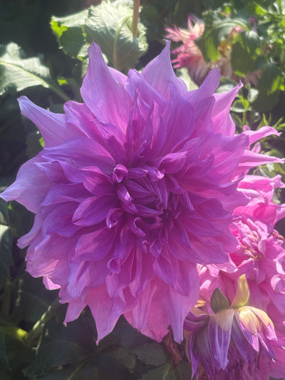 Lavender Perfection