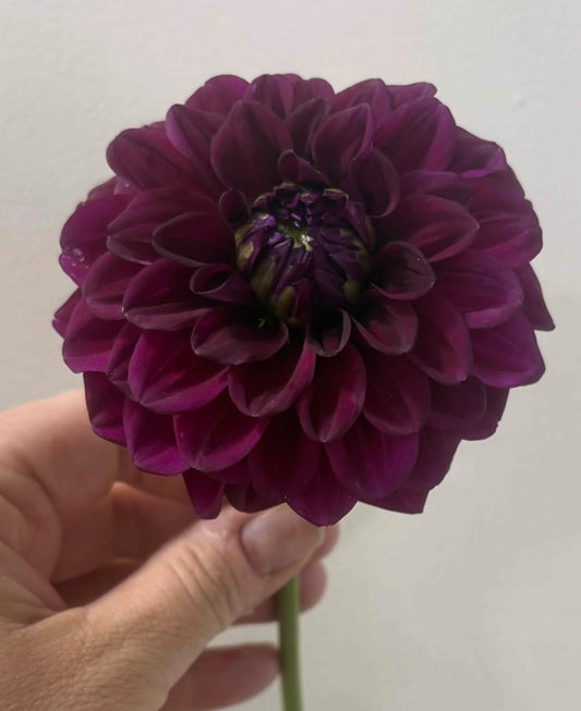 Mission Abyss - Dahlia Tuber