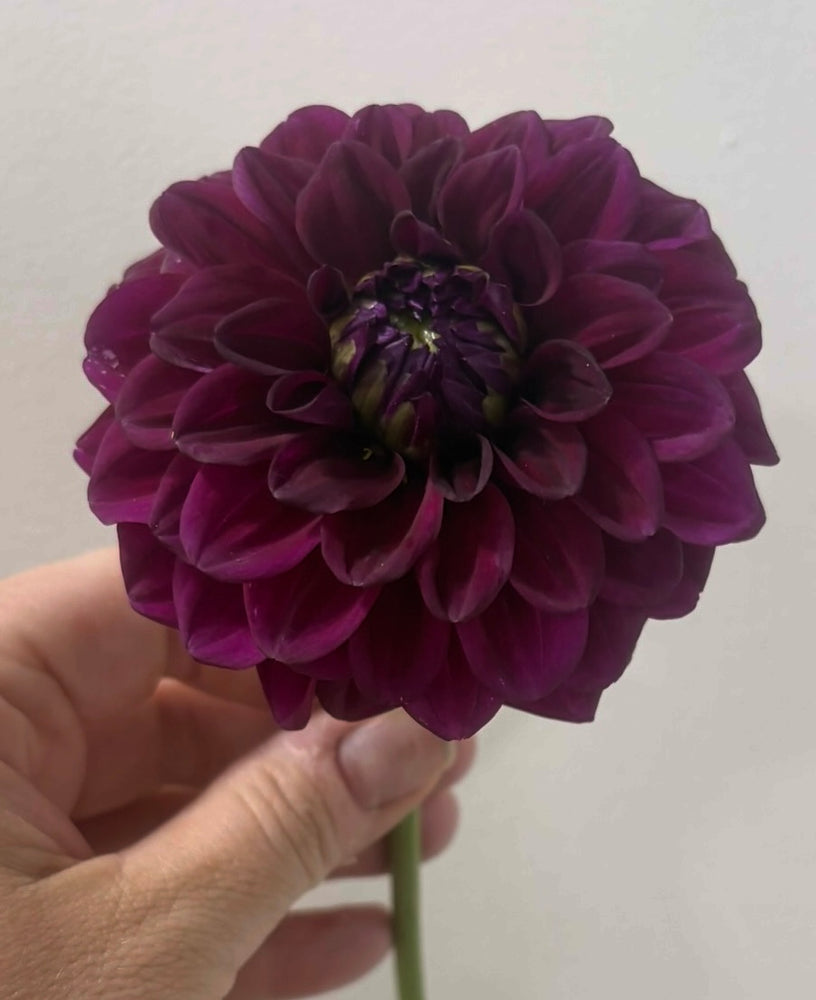 Mission Abyss dahlia
