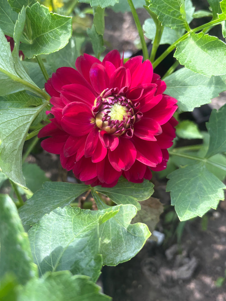 Mission Abyss dahlia