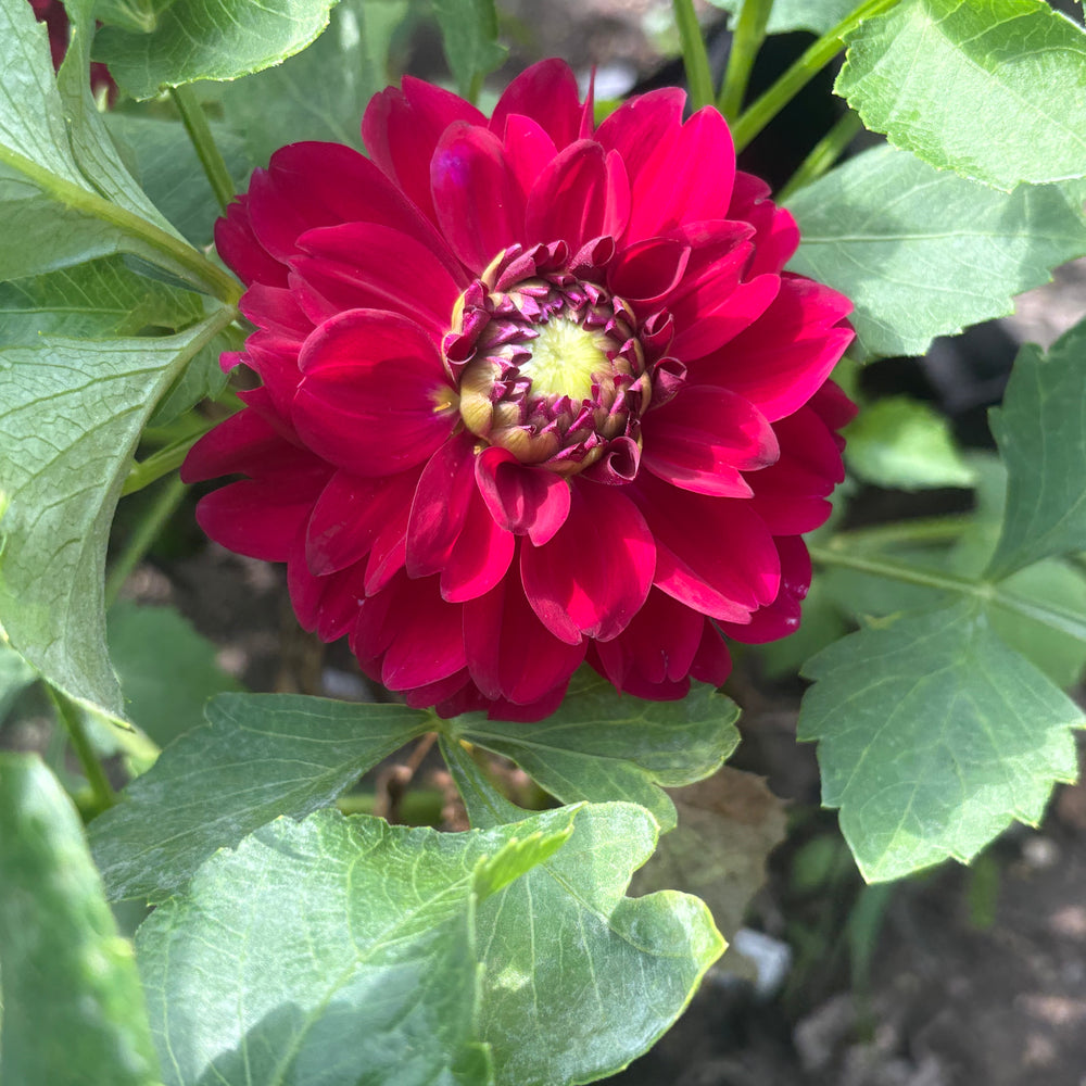 Mission Abyss dahlia