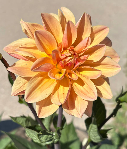 Mr. Frans - Dahlia Tuber