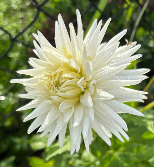 My Love - Dahlia Tuber
