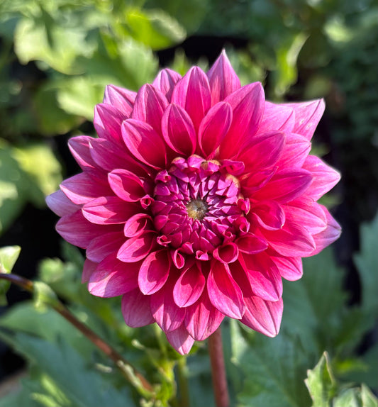 Mystique - Dahlia Tuber