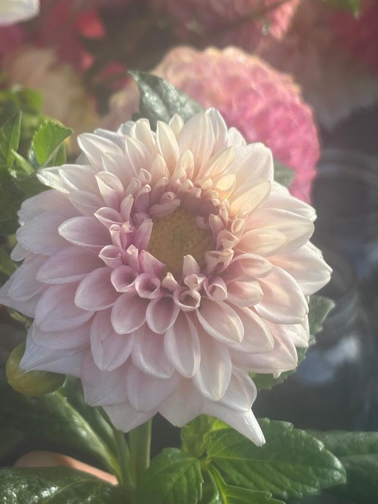 Natalie's Dress - Cutting