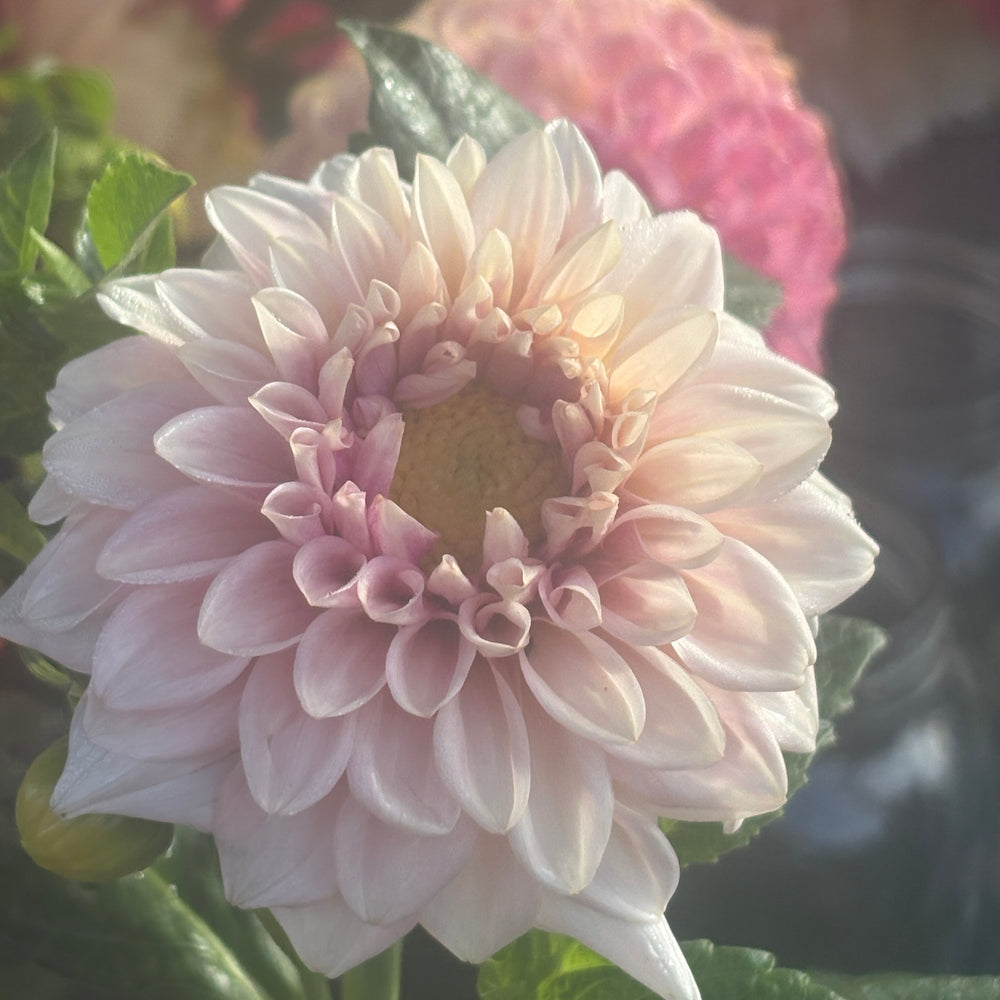 Natalie's Dress - Cutting