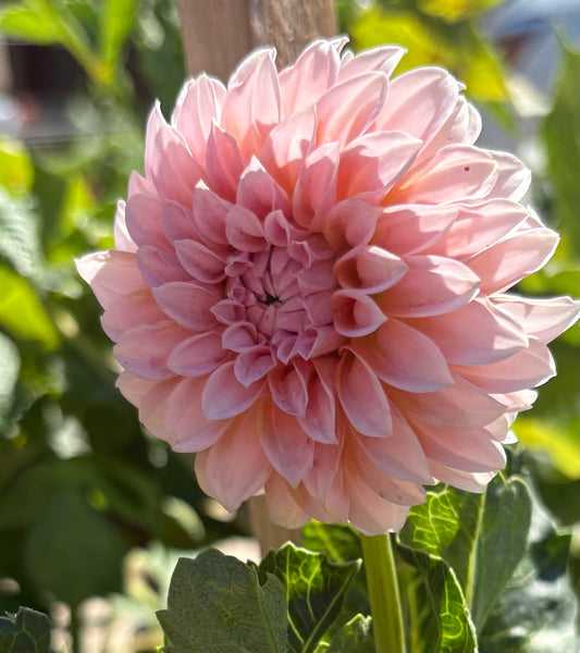 Peaches - Dahlia Tuber