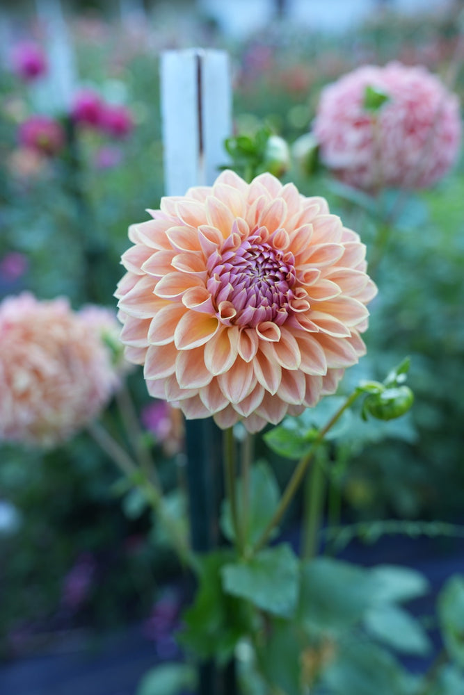 RM Summer Haze - Cutting