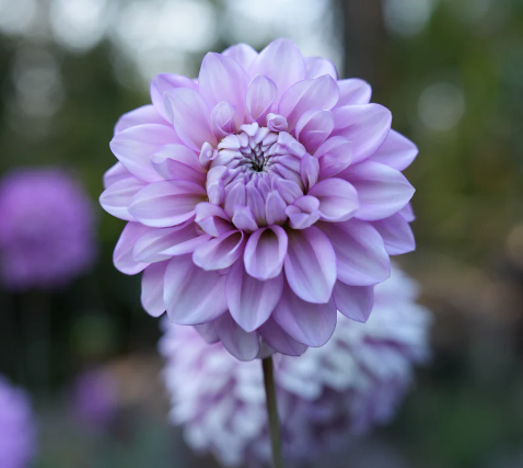 RM Moonlight - Cutting