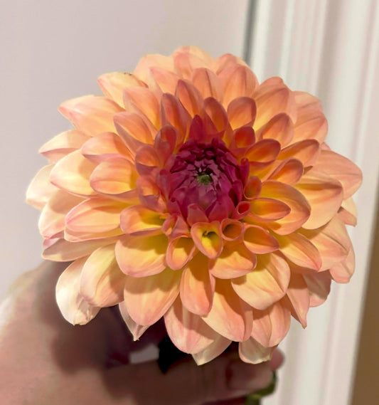 Sebastian - Dahlia Tuber