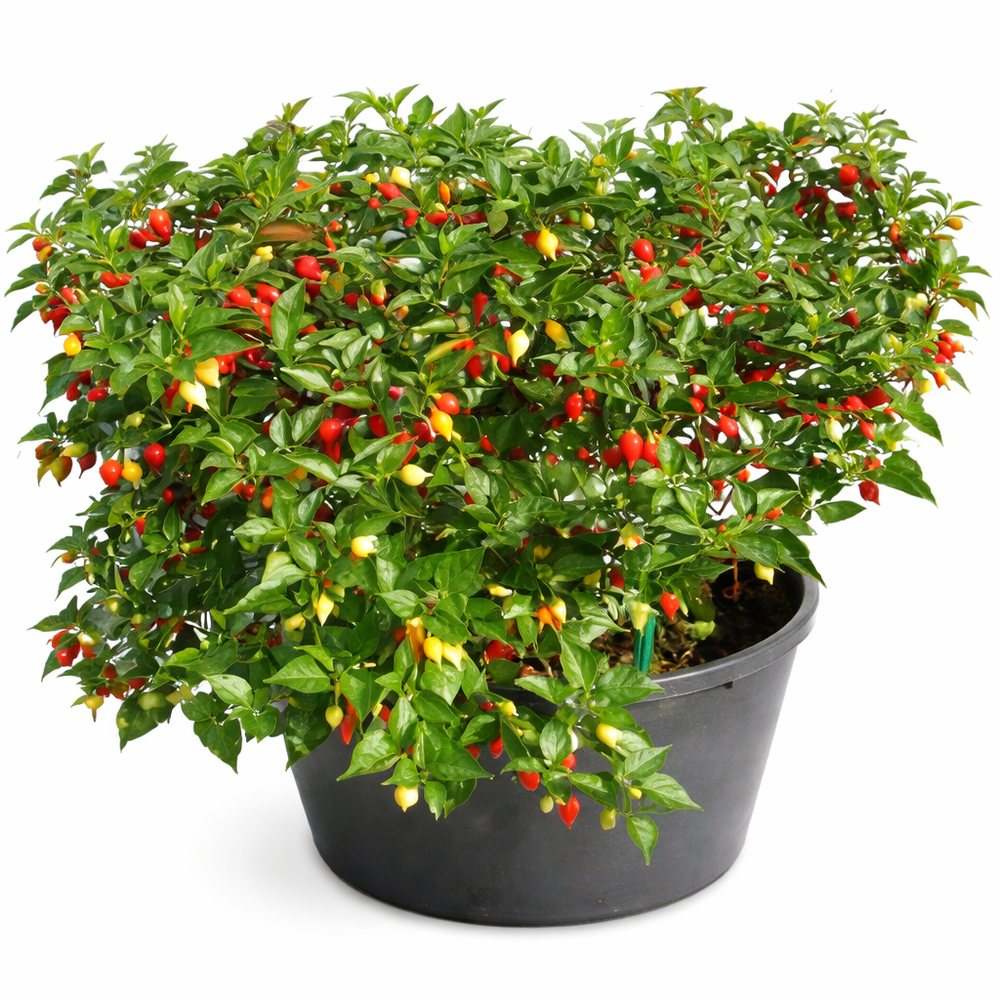 Button Mix Chili Pepper