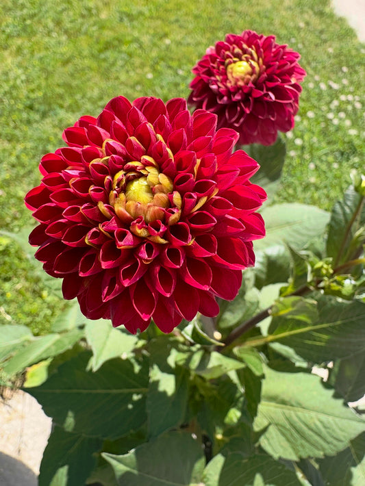 Viking - Dahlia Tuber