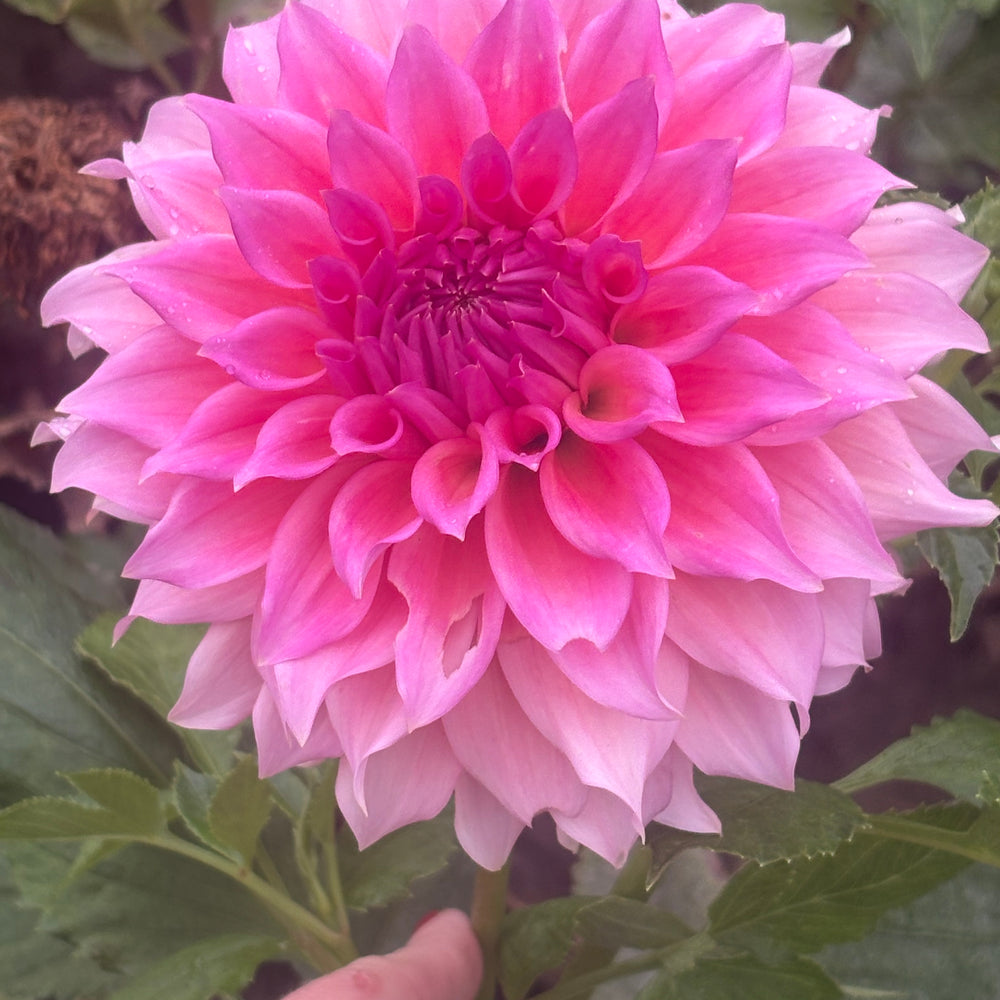 Wyn's Pink Pearl