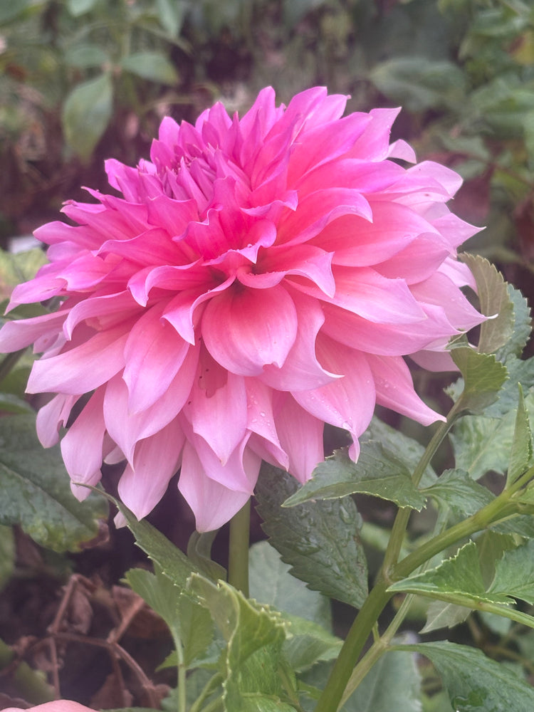 Wyn's Pink Pearl