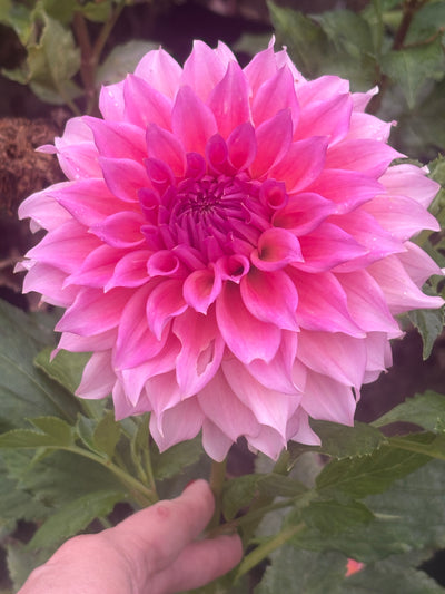 Wyn's Pink Pearl