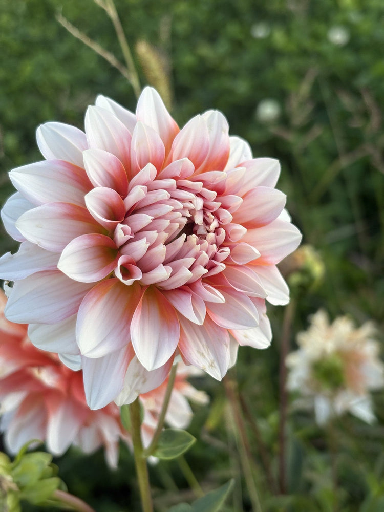 A La Mode dahlia