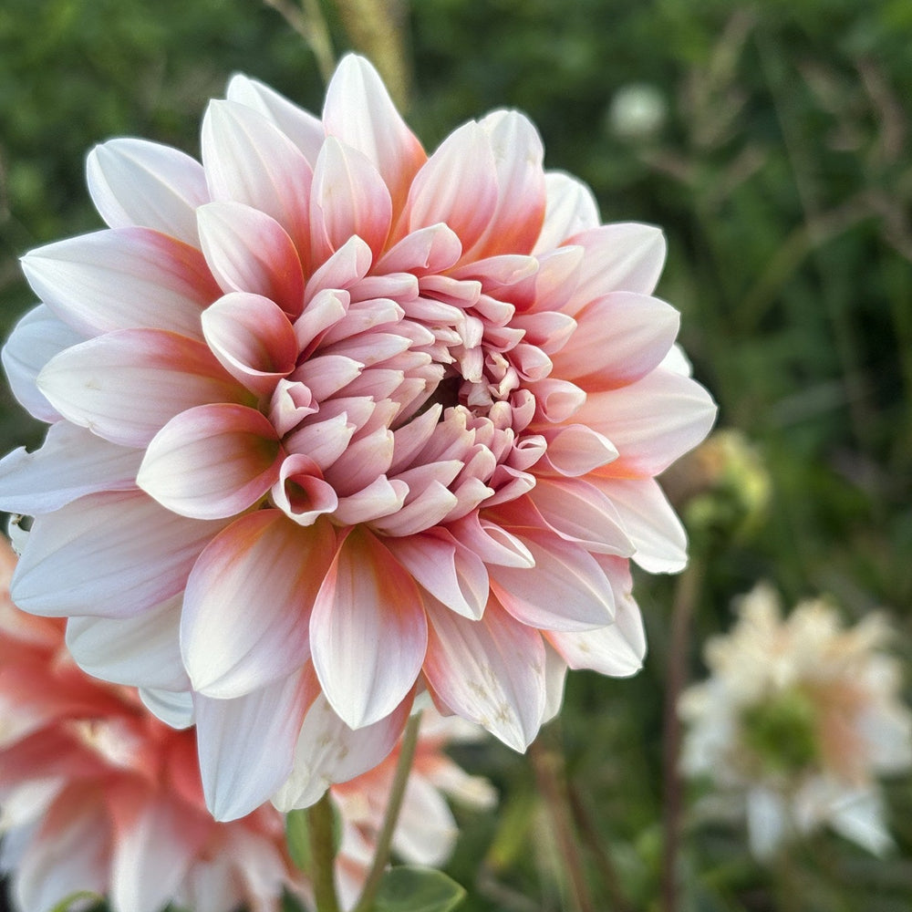 A La Mode dahlia