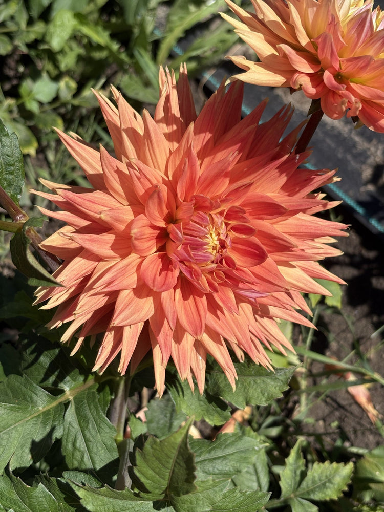 AC Alysia dahlia