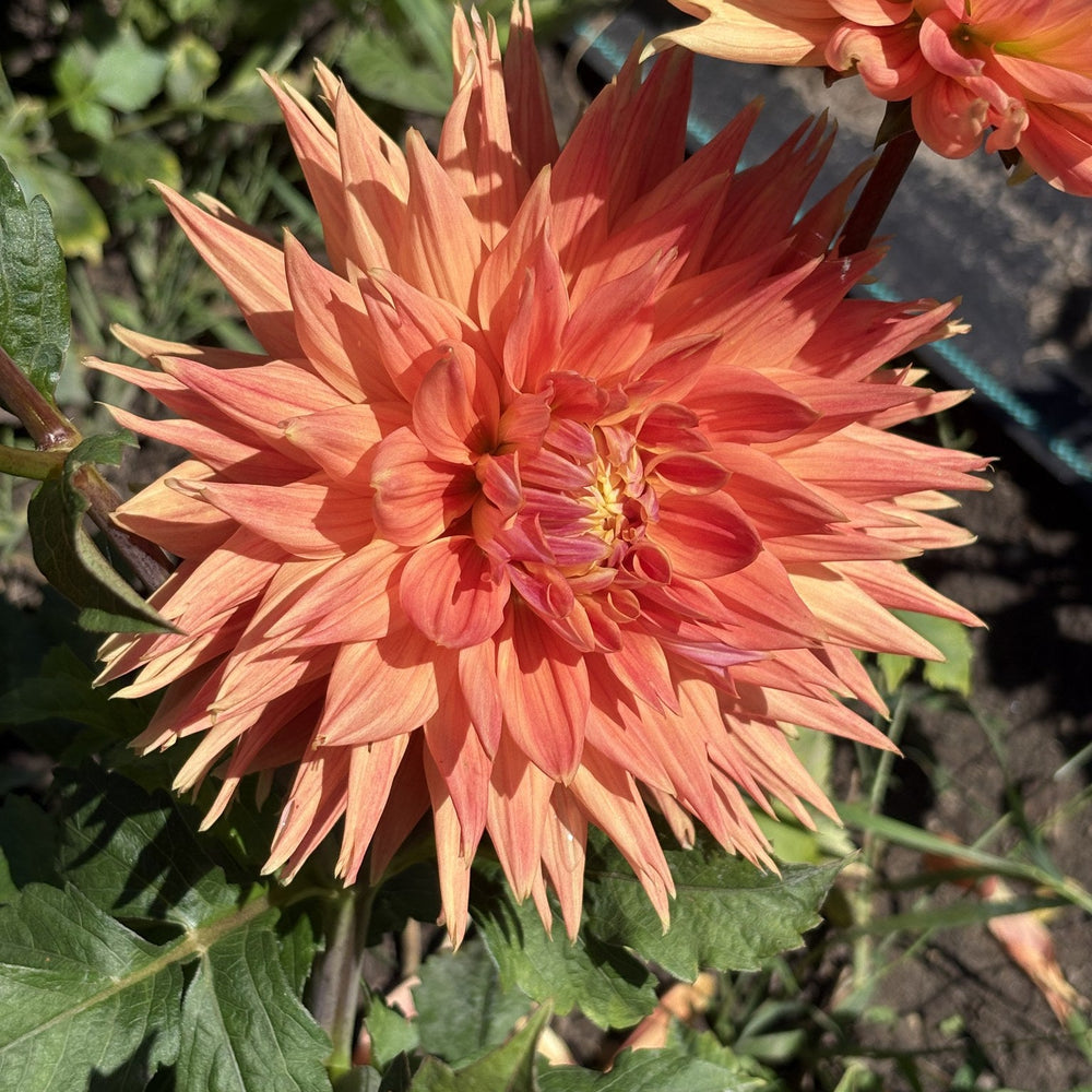 AC Alysia dahlia