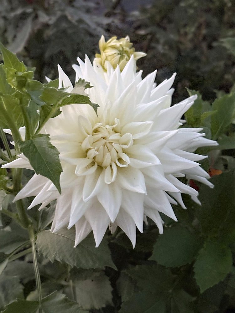 AC Great White dahlia