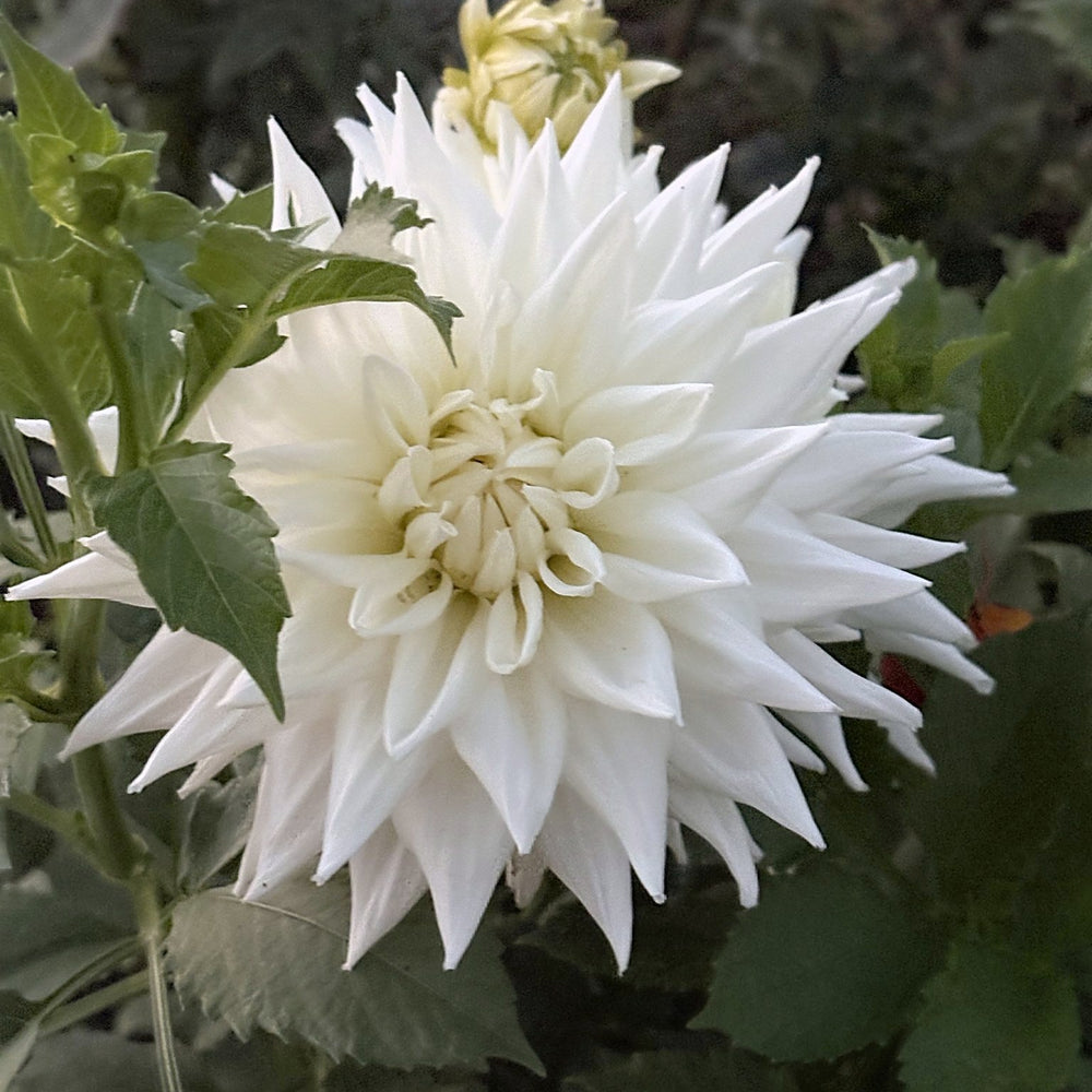 AC Great White dahlia