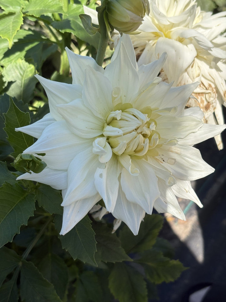 AC Great White dahlia
