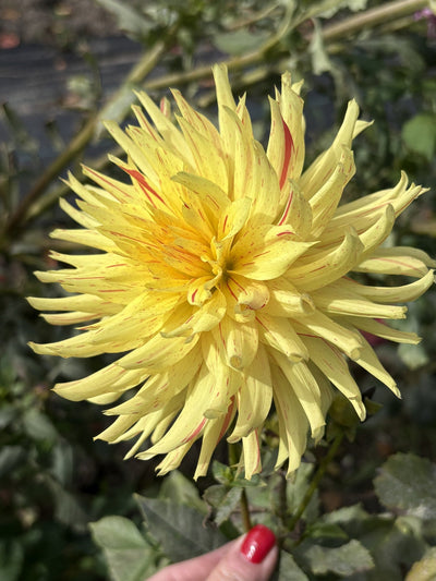 AC Marlene dahlia