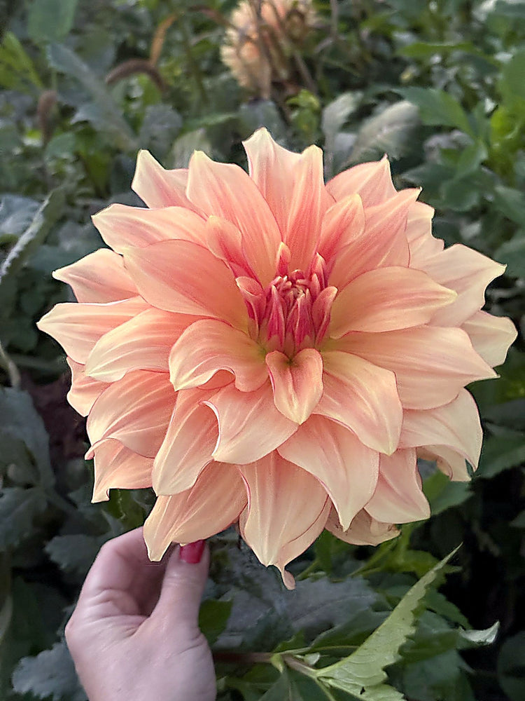 AC Murphy dahlia