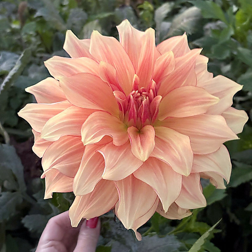 AC Murphy dahlia