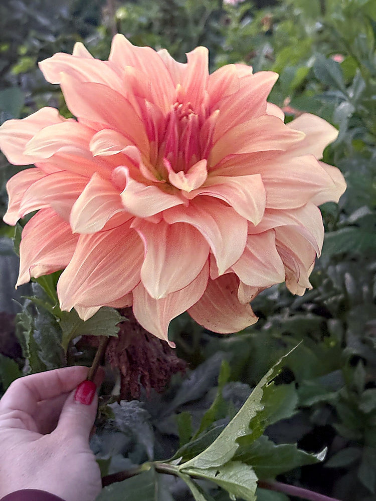 AC Murphy dahlia