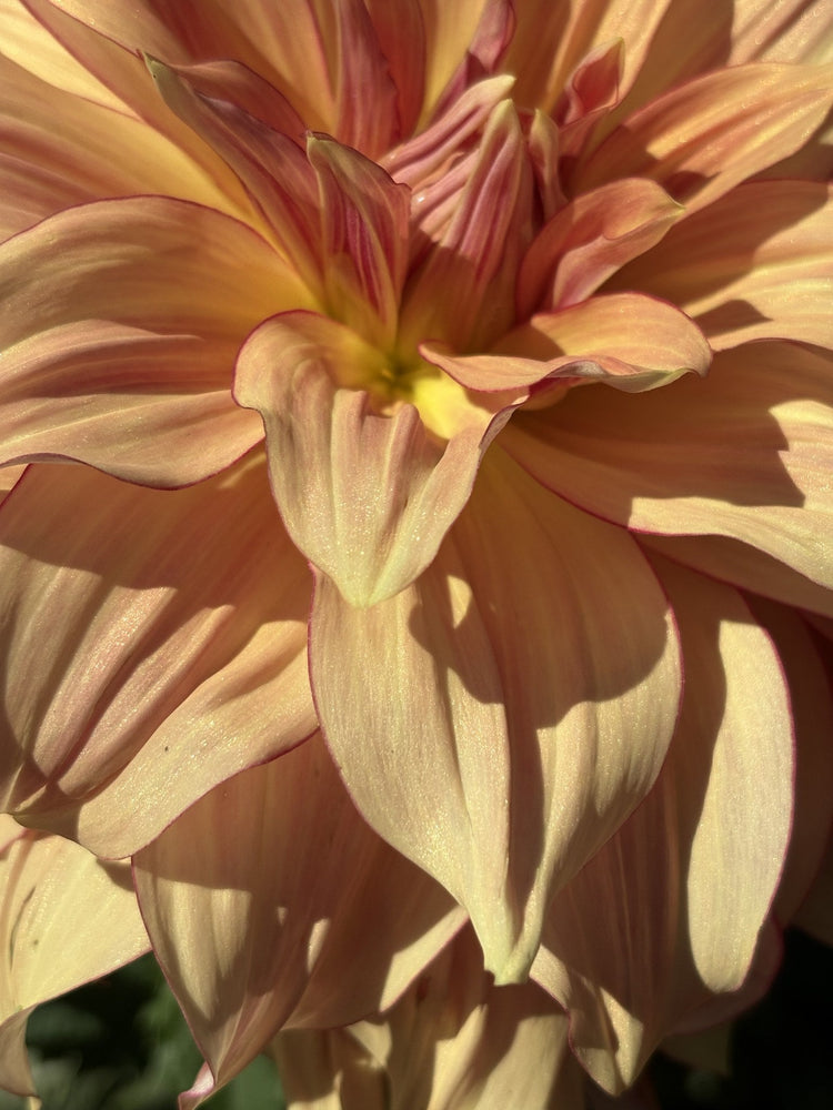 AC Murphy dahlia