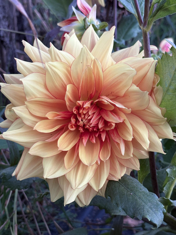 AC R&R dahlia