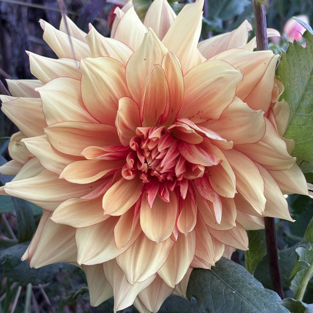 AC R&R dahlia